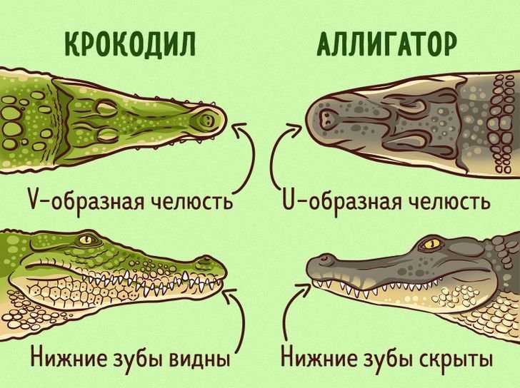 10 малоизвестных видов крокодилов