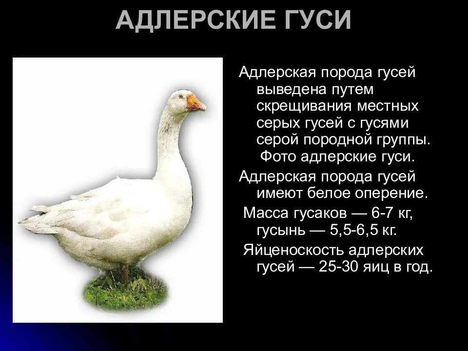 Знаменитый представитель рода гусей — белый вид