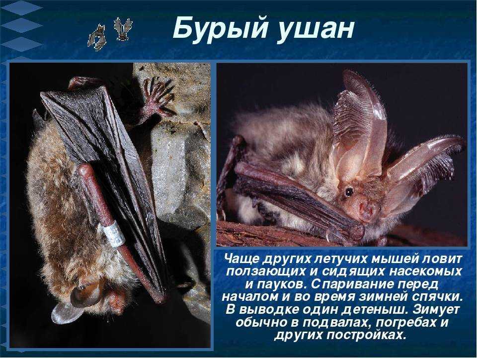 Летучие мыши