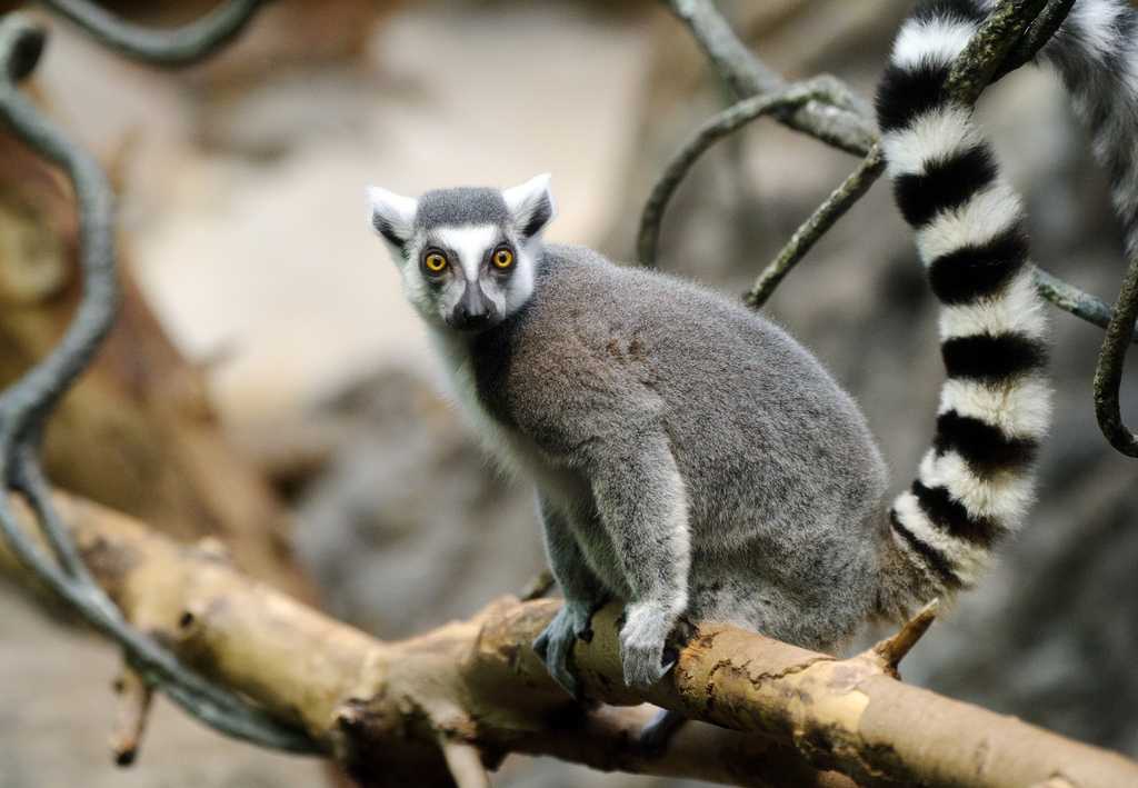 Лемур кошачий, или катта (lemur catta)