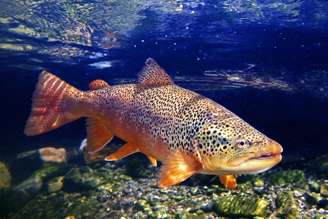 Salmo trutta — кумжа (brown trout), подвиды, характеристики вида...