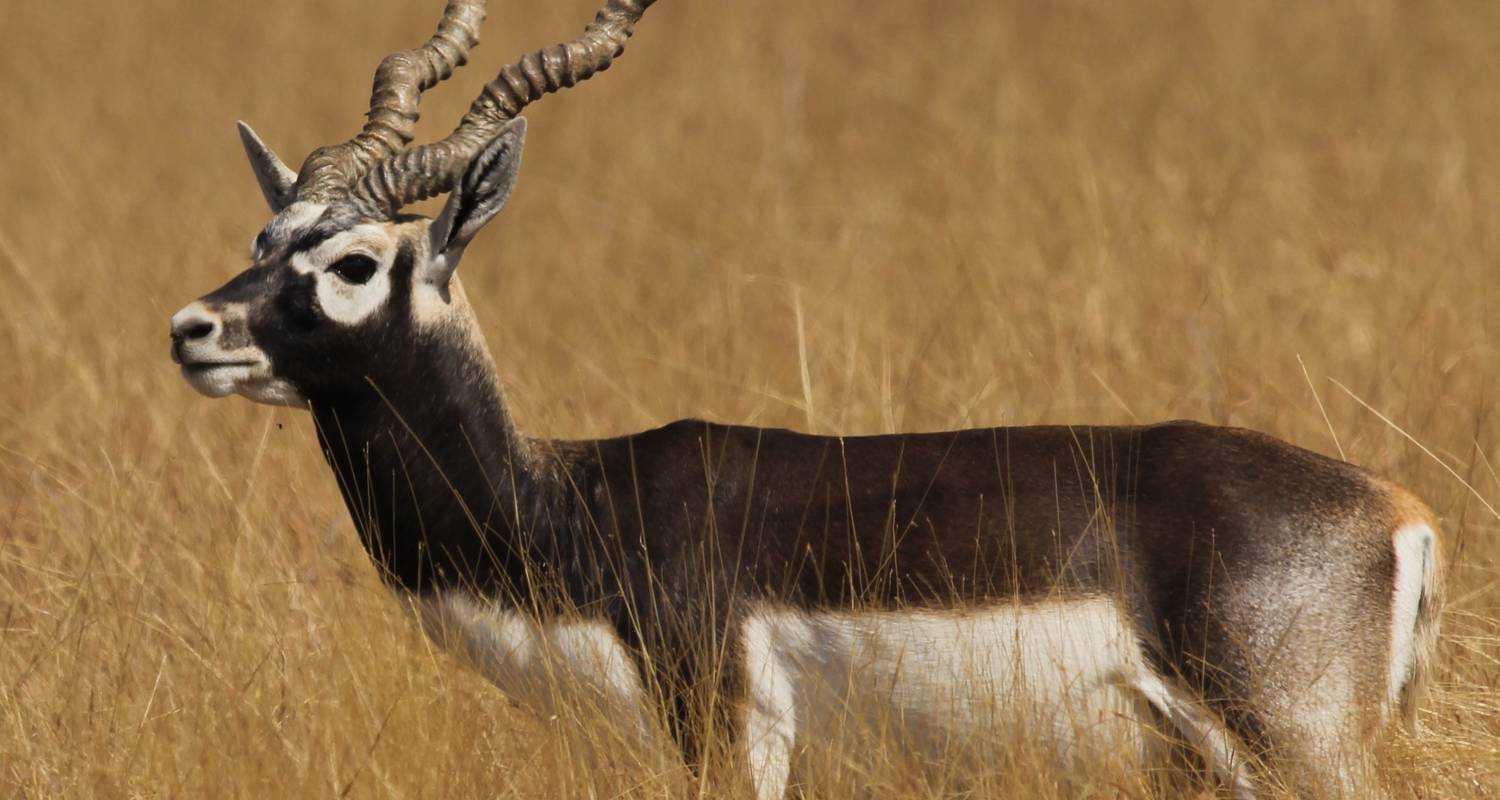 Род: antilope = гарны. гарна, или индийская антилопа