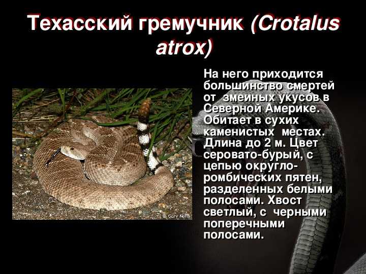 Гремучая змея. описание, особенности, виды, образ жизни и среда обитания гремучей змеи