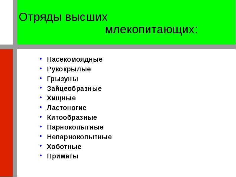 Насекомоядные животные: фото и названия, характеристики, интересные факты