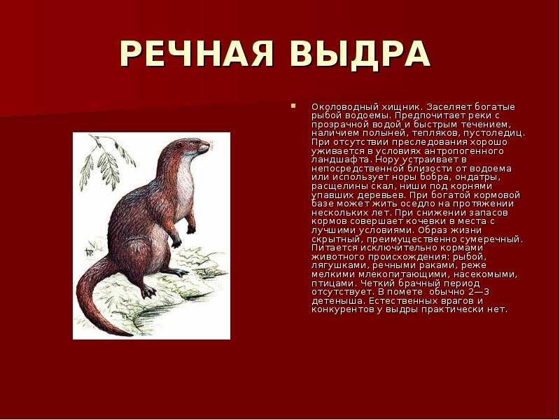 Выдра: описание, ареал проживания, виды (фото)