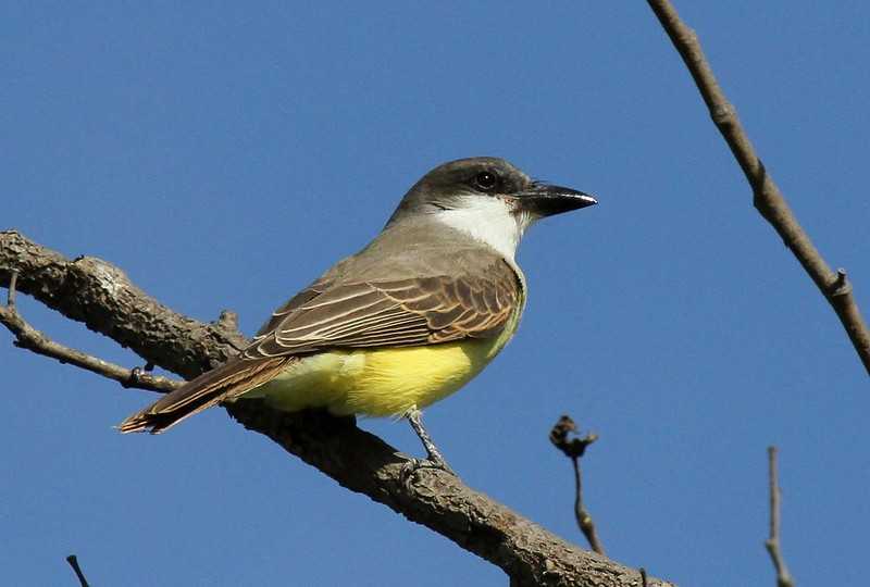 Tyrannus melancholicus — wikispecies