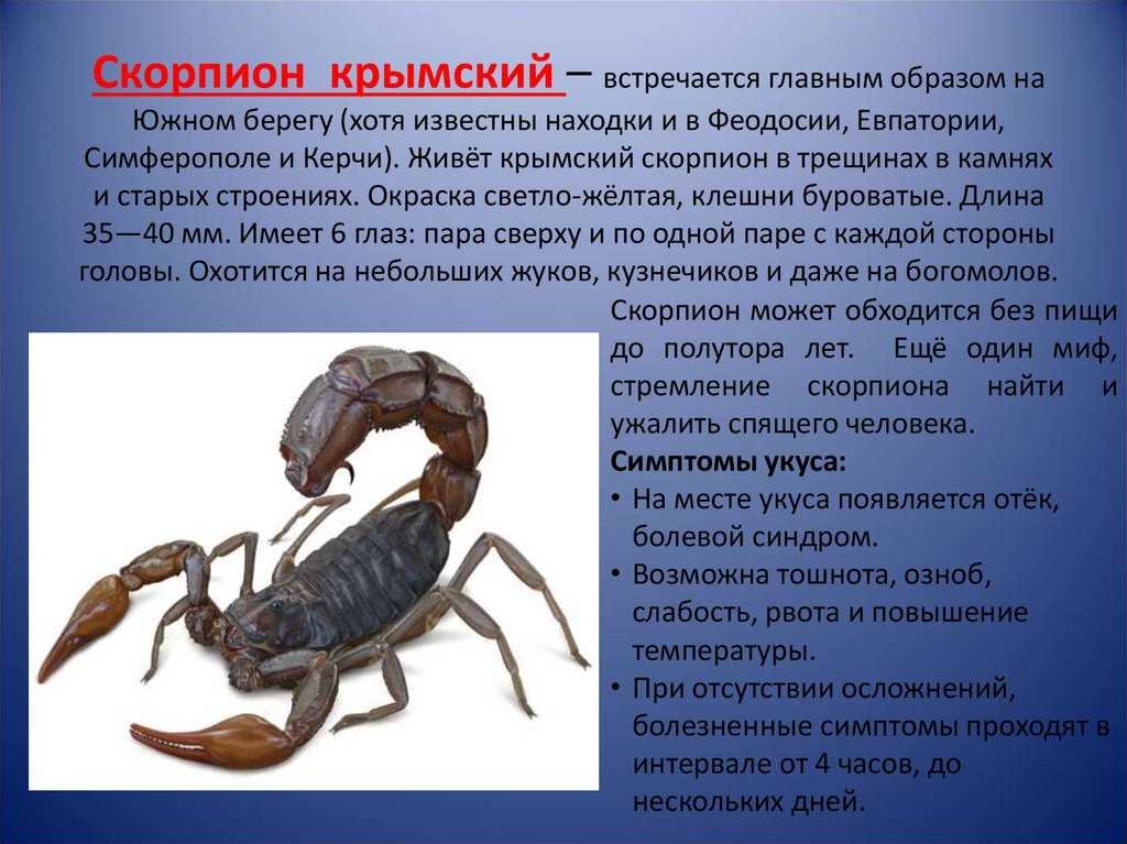 Какой тип развития характерен для скорпиона. Скорпион описание. Рассказ о Скорпионе. Сообщение о Скорпионе. Скорпион класс.