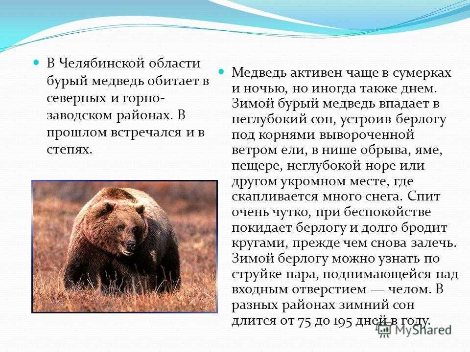 Топ-10 самых крупных хищников на земле