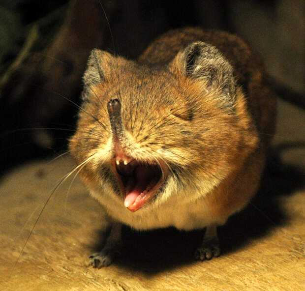 Слоновая землеройка. слоновые землеройки (elephant shrew). размножение и детёныши прыгунчиков