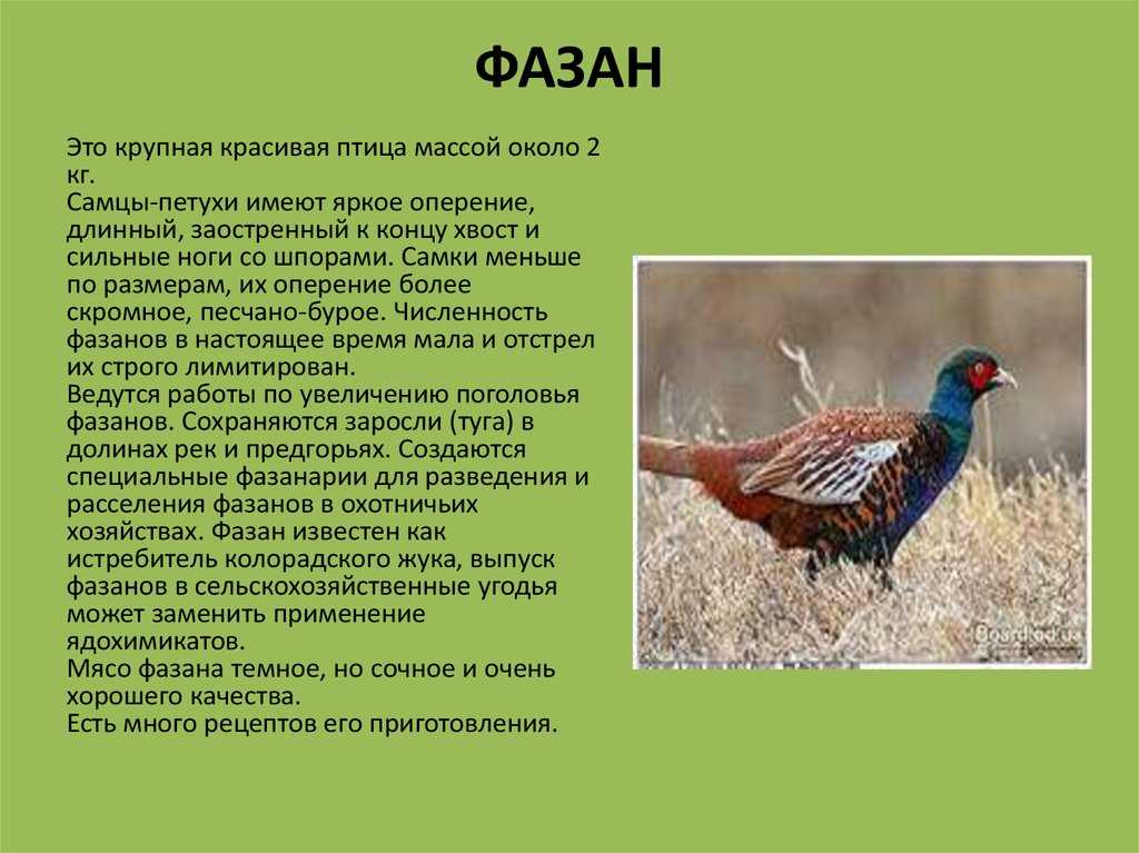 Ушастый фазан: белый, синий, коричневый, тибетский