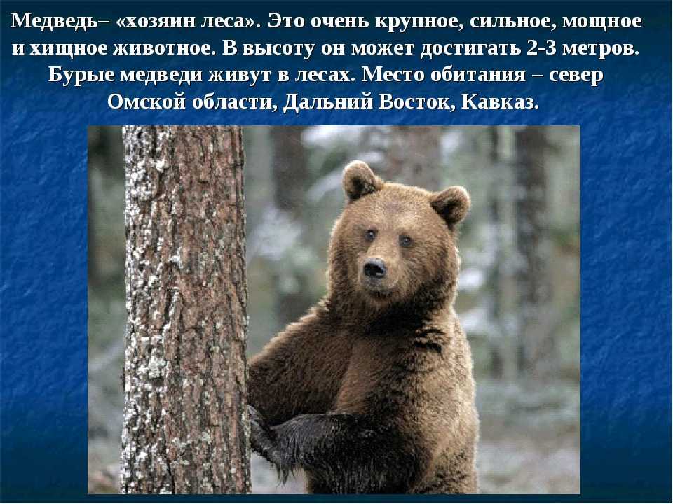 Бурый медведь