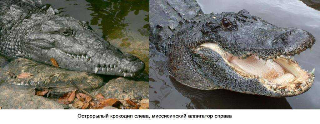 Крокодил и кайман: отличие и разница: описание, фото