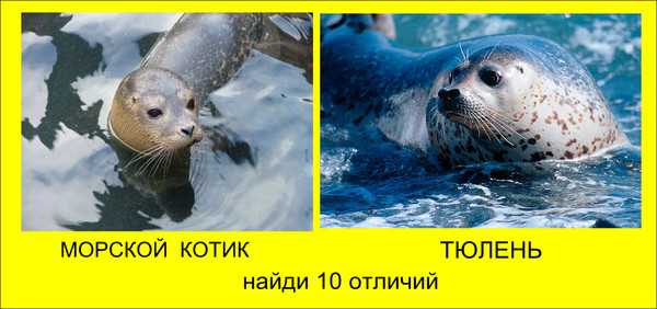 10 самых больших животных. описание и фото самых больших животных