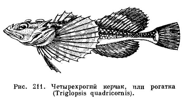 Рыбы семейства рогатковые