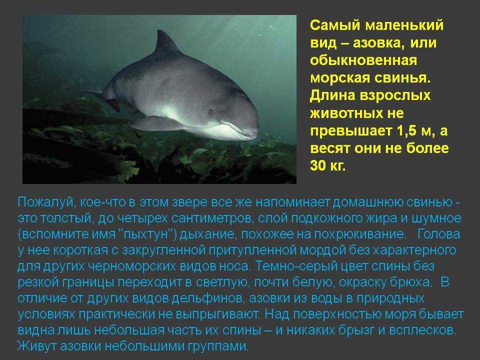 Белокрылая морская свинья | мир животных и растений