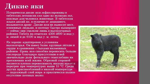 Як. образ жизни и среда обитания яка - домашние животные