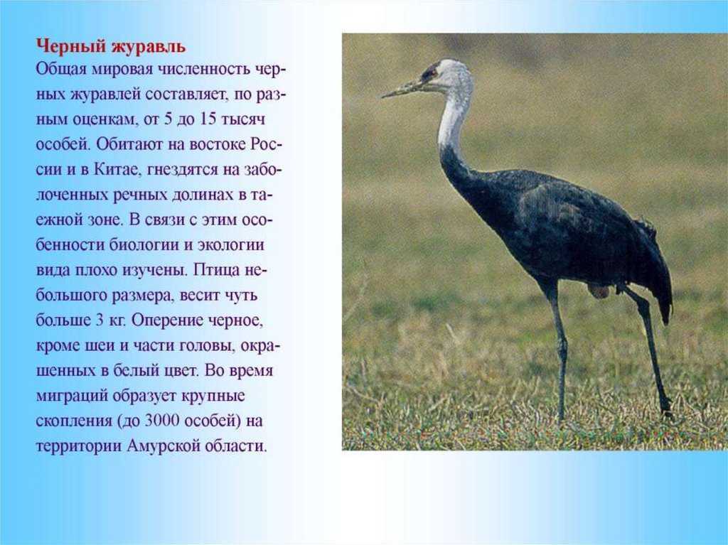 Виды журавлей. фото, описание. - удивительный мир животных