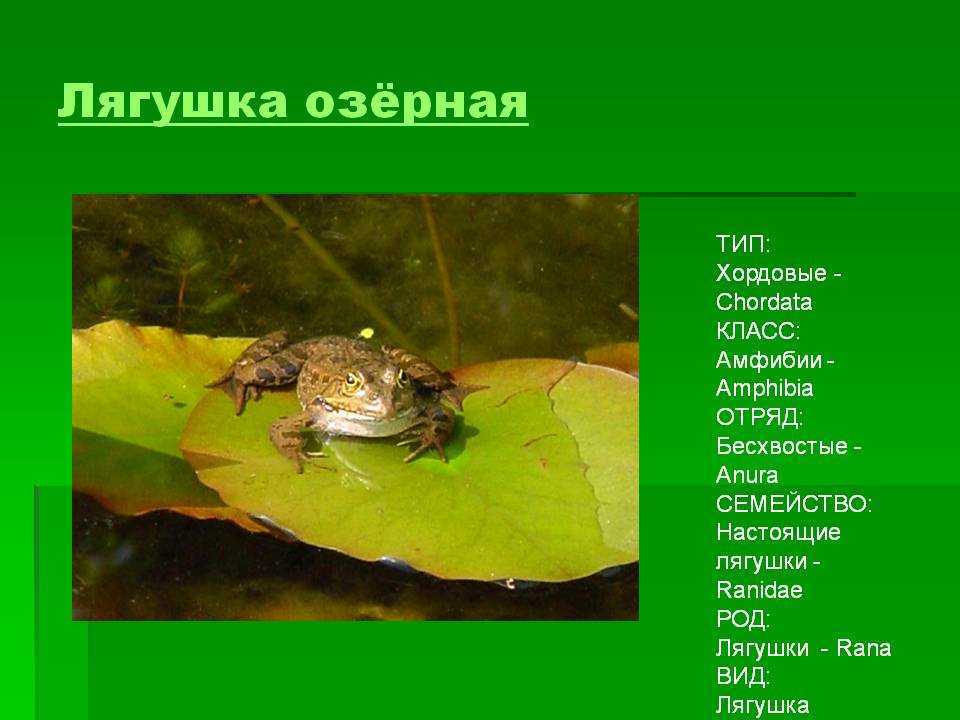 Есть ли в россии съедобные лягушки?