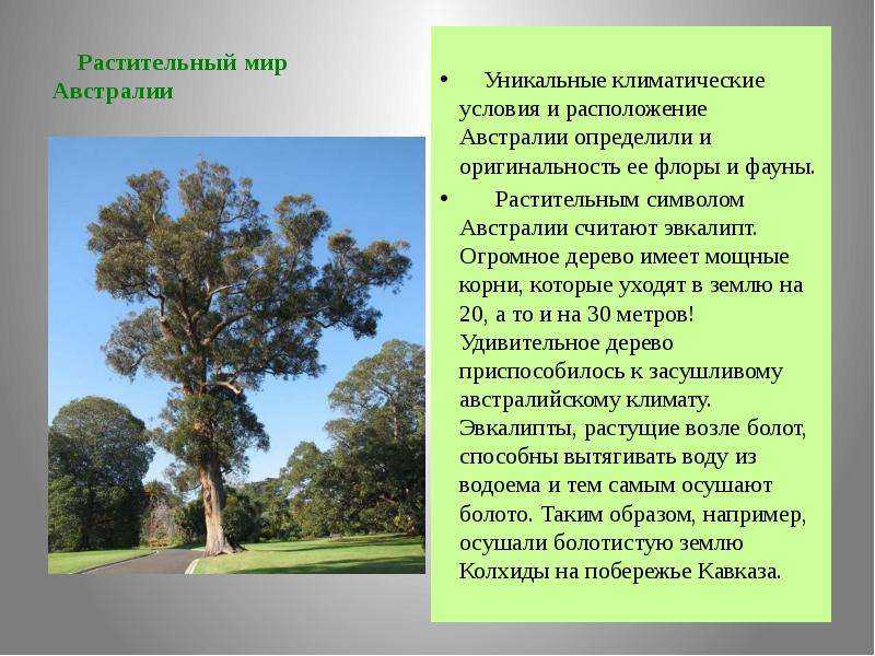 Характеристика растительного мира австралии