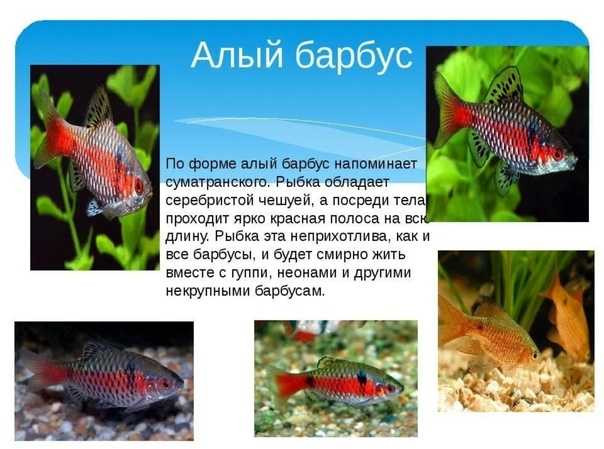 Виды барбусов аквариумных рыбок фото и описание