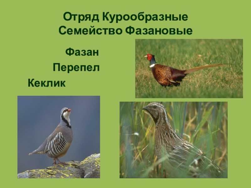 Курообразные | описания и фото животных