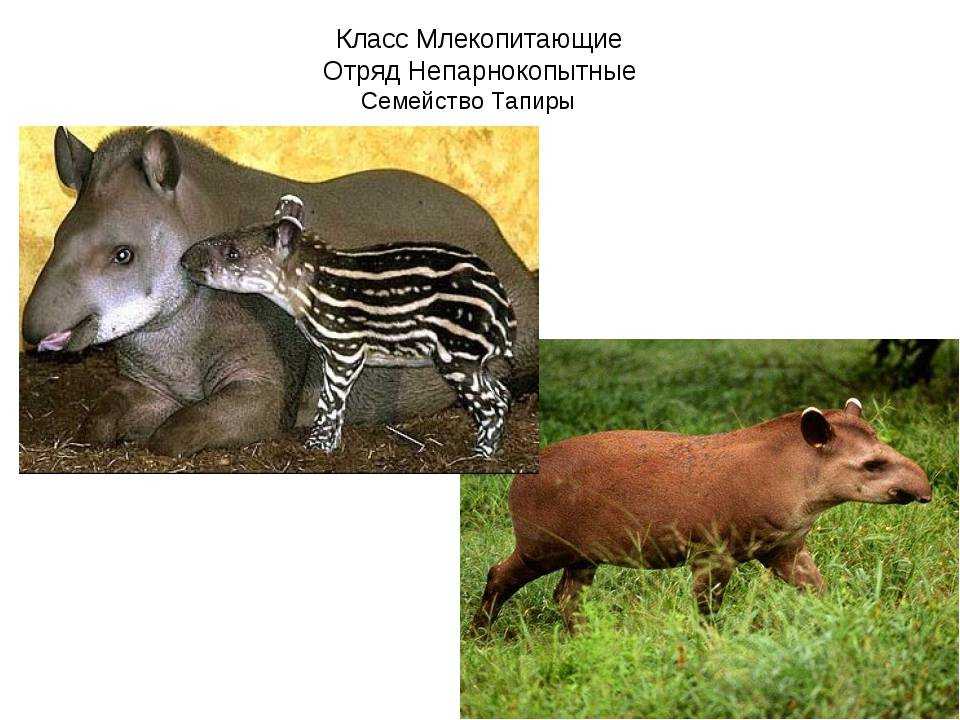 Животные копытные: классификация и особенности строения