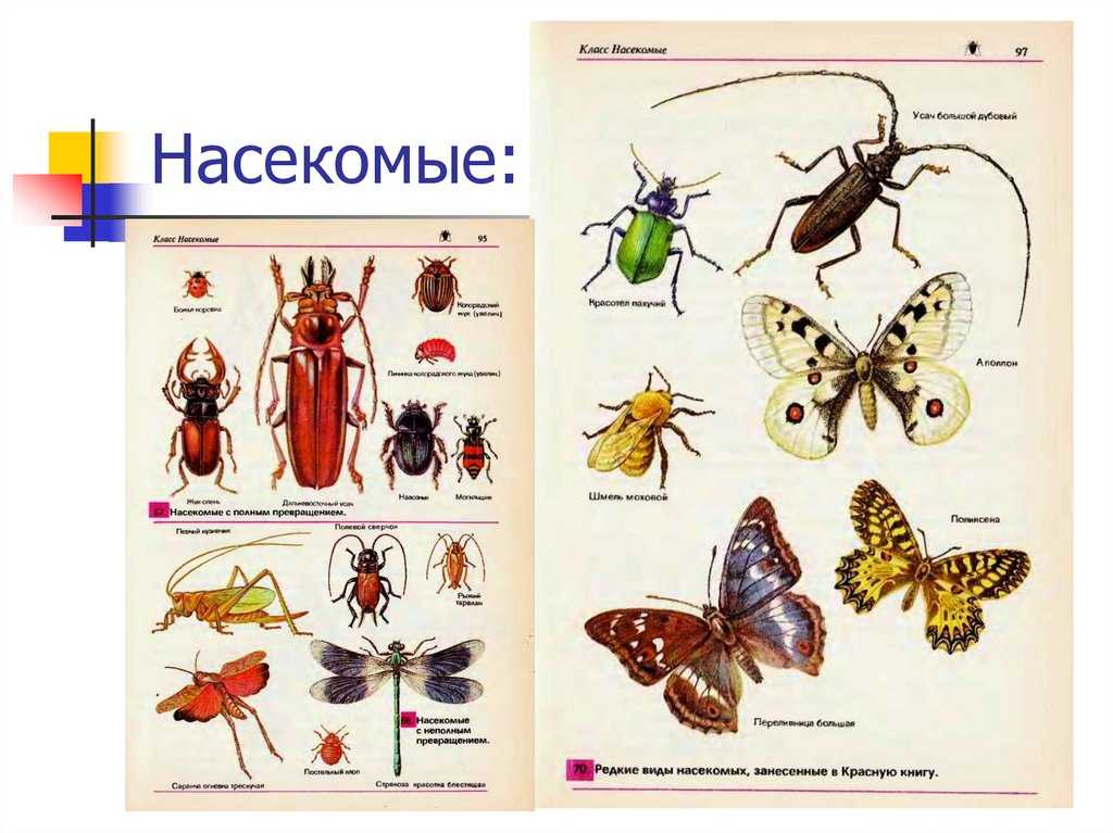 Животные россии