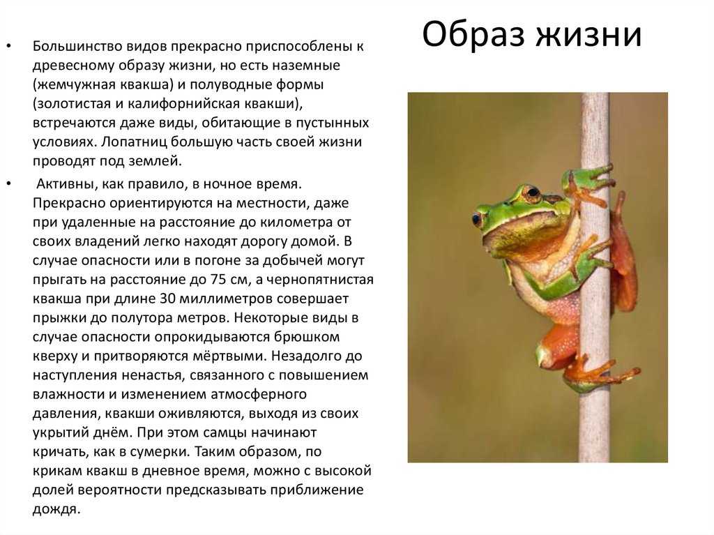 Белогубая квакша - white-lipped tree frog