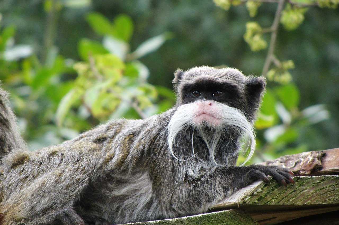 Бородатая мартышка (cercopithecus lhoesti) - зооветеринарный портал беларуси 1vet.by