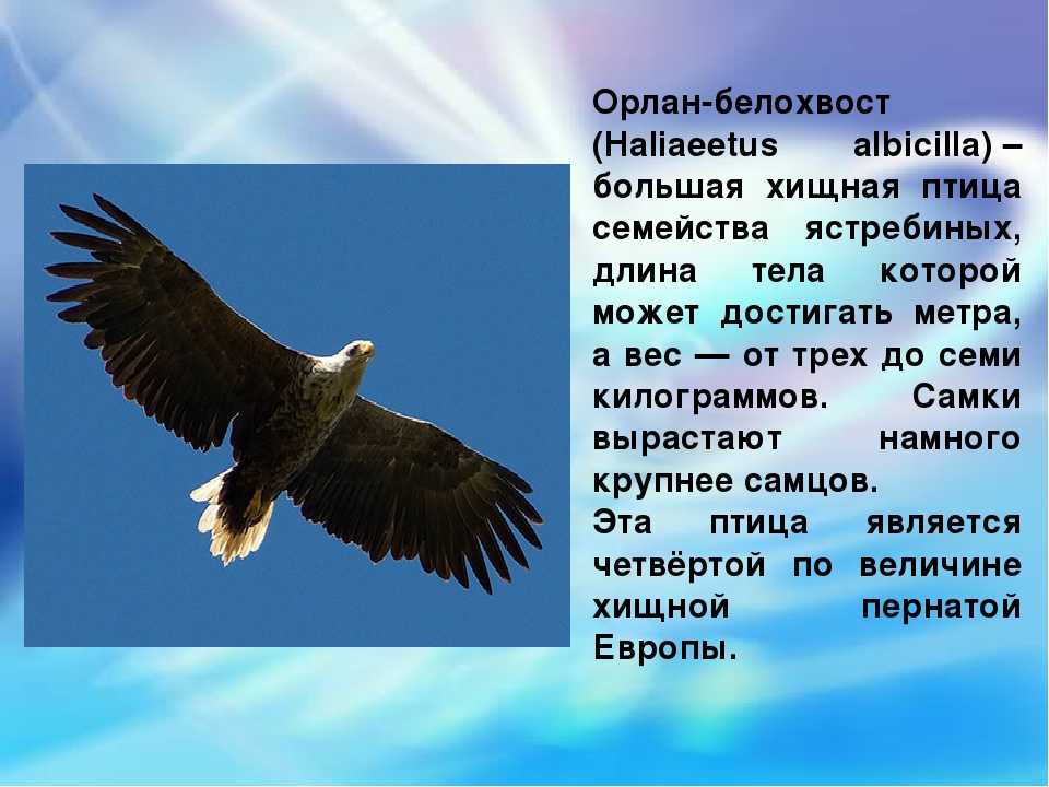 Givotinki.ru. орлан-белохвост. описание, особенности, образ жизни и среда обитания птицы