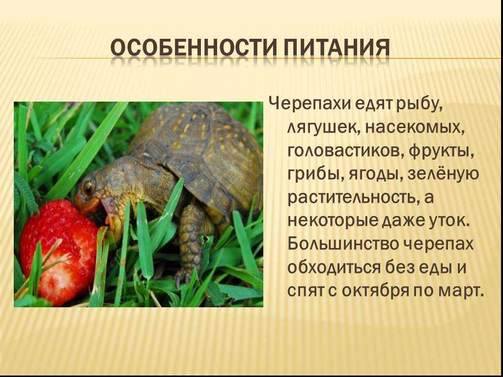 Удивительные и интересные факты о морских и сухопутных черепахах