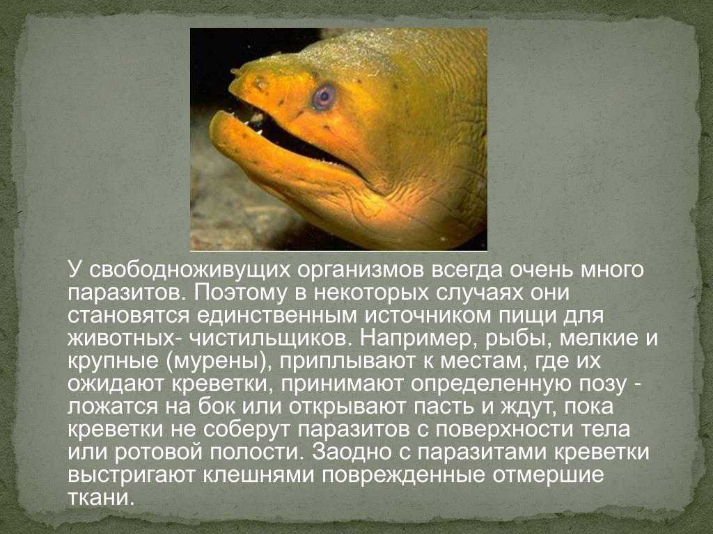 Что за рыба мурена