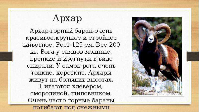 Архар: описание, фото, ареал и среда обитания, питание, хищничество