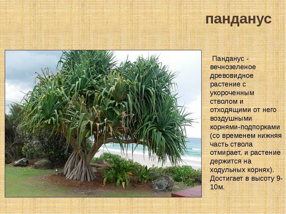 Птиц астрильд красноухий