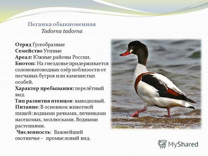 Утки пеганки: фото, описание и характеристика породы