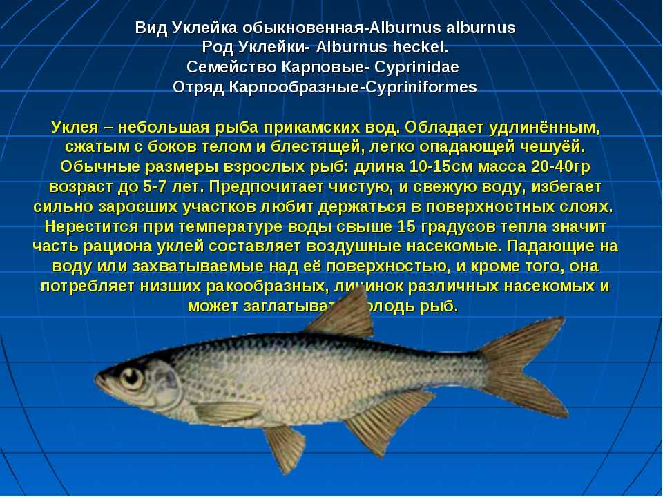 Рыба-пила или обыкновенный пилорыл (лат. pristis pectinatus)