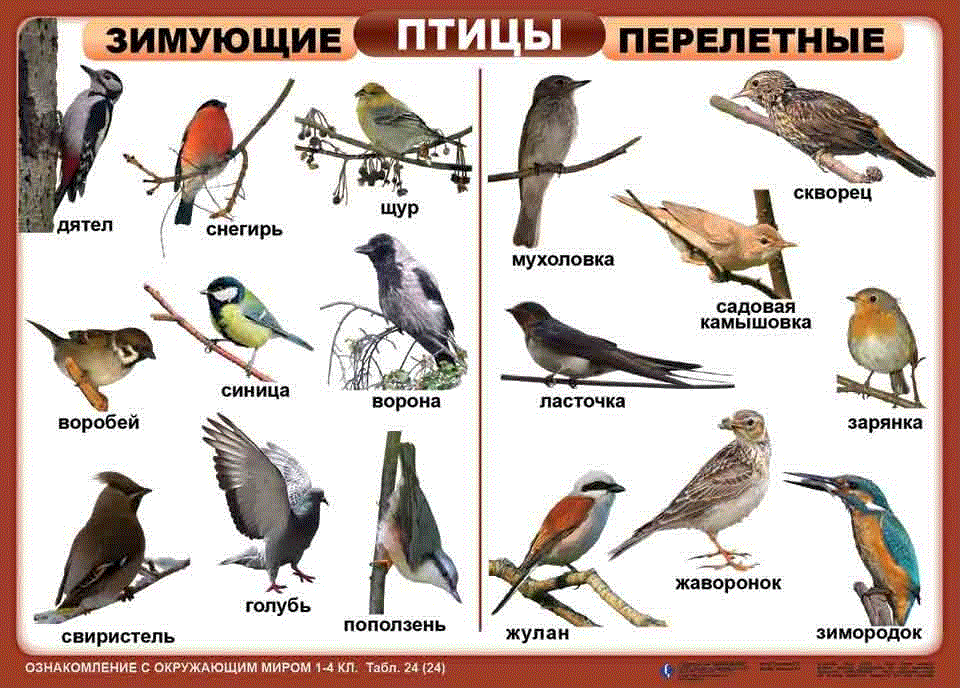 Арама (птица)