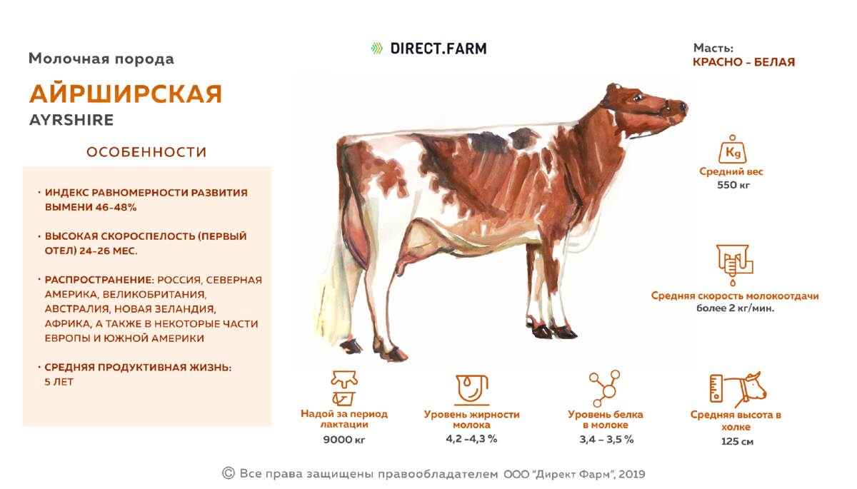 Породы коров с фото и описанием – топ-10 самых лучших мясных и молочных 🐮 | моя скотинка | дзен