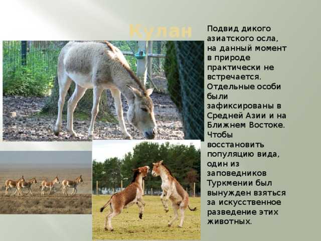 Кулан, джигетай (equus hemionus): фото, виды, интересные факты