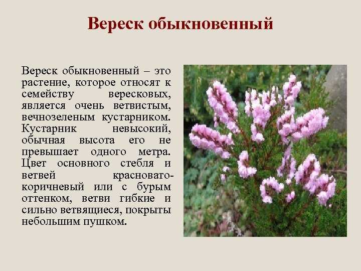 Систематика и классификация животных.