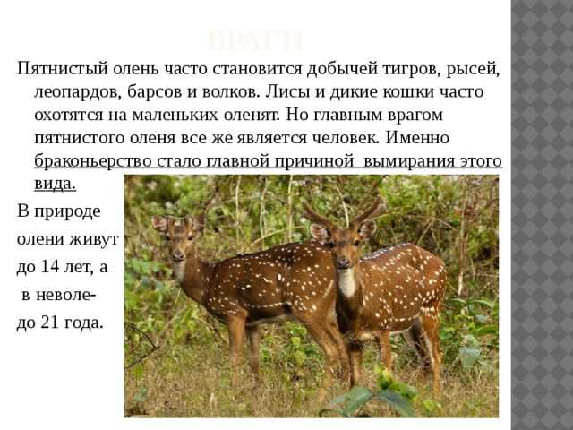 Виды оленей. описание, особенности, фото и названия видов оленей
