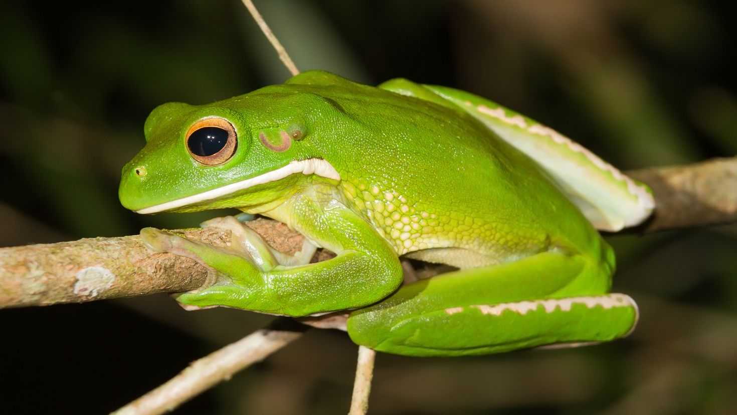 Белогубая квакша - white-lipped tree frog - dev.abcdef.wiki