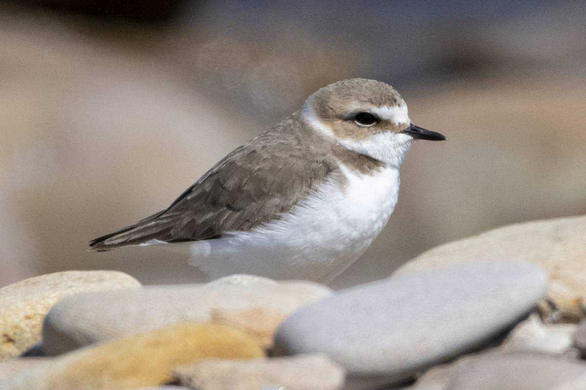 Морской зуёк  (charadrius alexandrinus). птицы европейской россии.