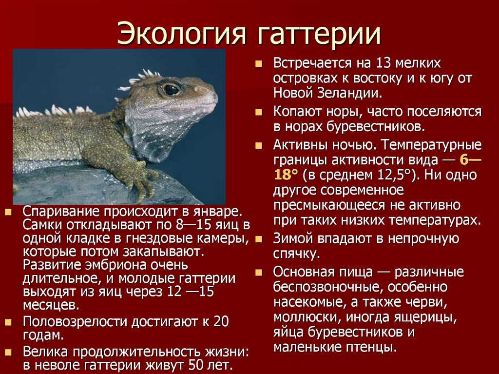 Гаттерия – фото, описание, ареал, питание, размножение, враги