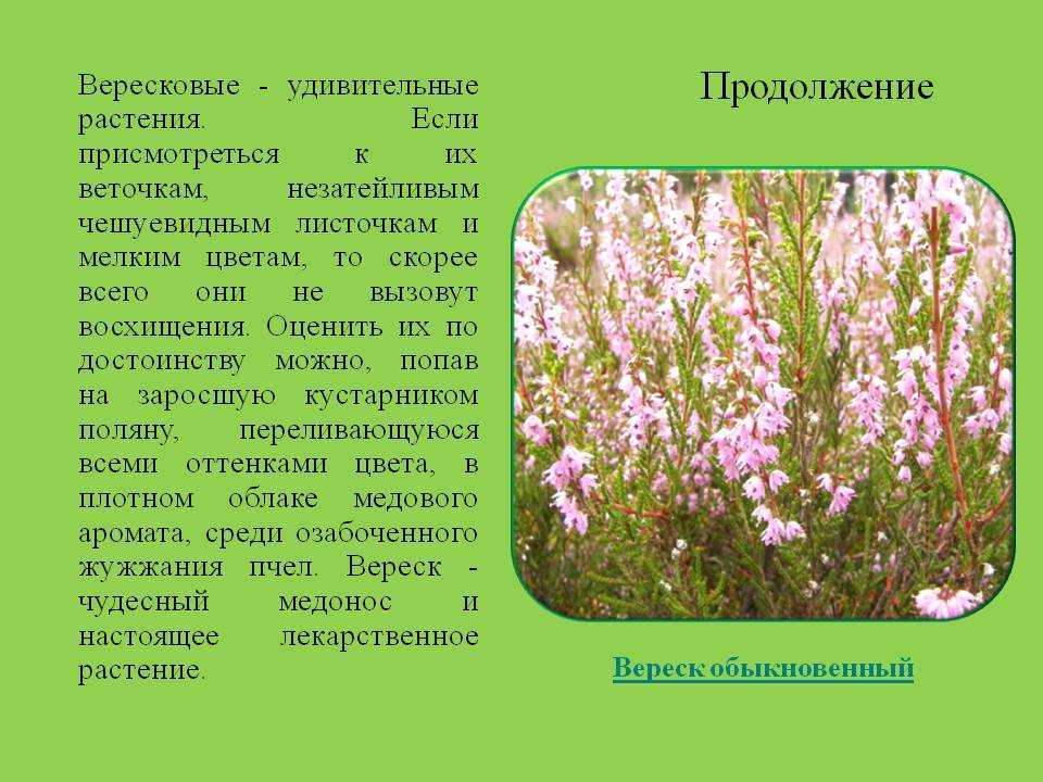 Сумчатые млекопитающие на сайте игоря гаршина. австралийский кенгуру и американский опоссум