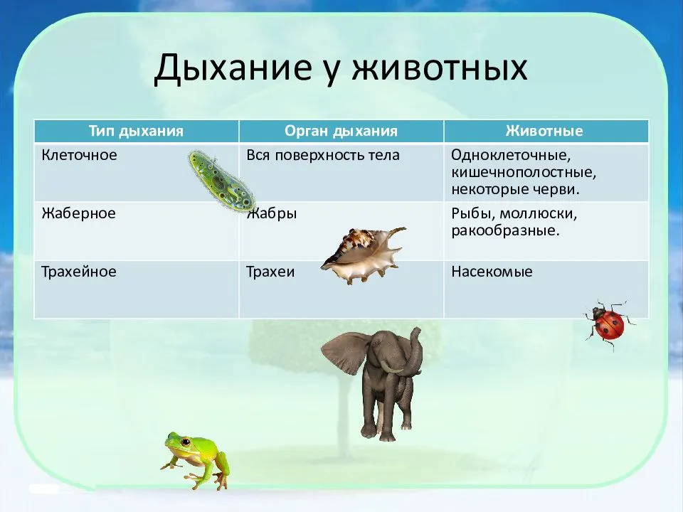 Зеленая или домашняя игуана : содержание, уход, кормление