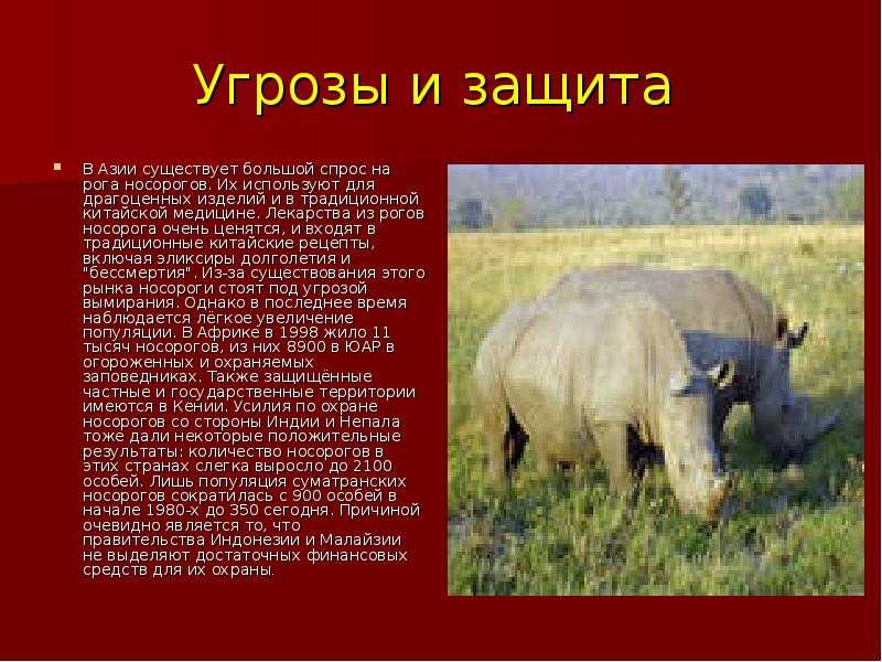 Птицы