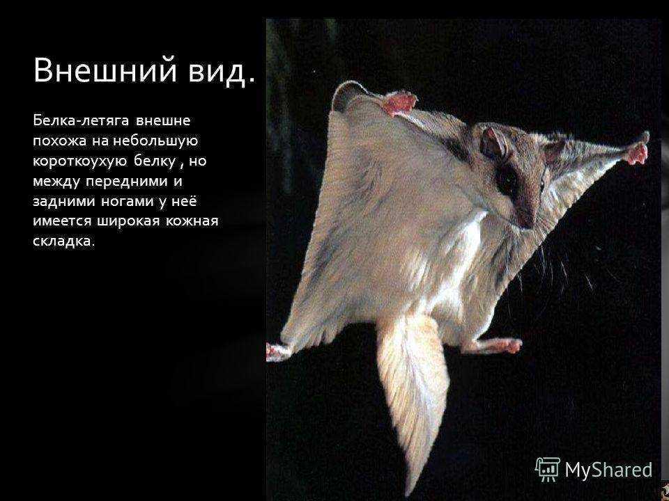 Где обитает и живёт белка летяга: места обитания