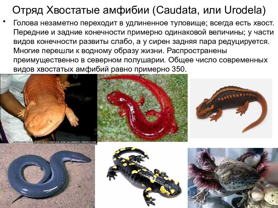 Красная книга карелии - дом рыбака и охотника (усадьба лускала)