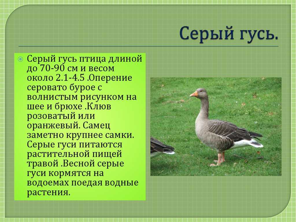 Дикий гусь